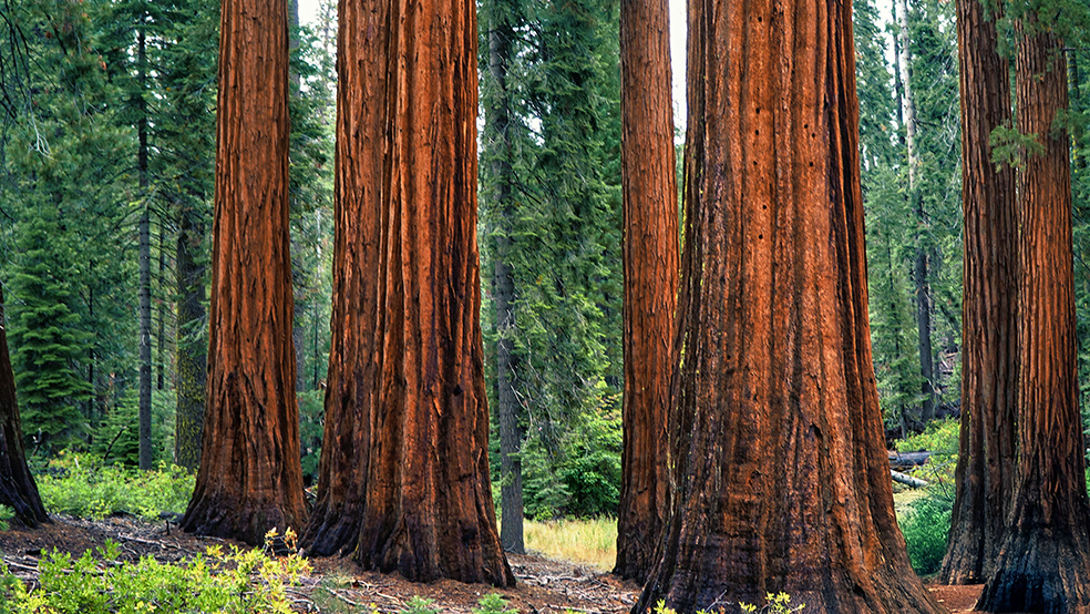 Laney Strategy & Advisory